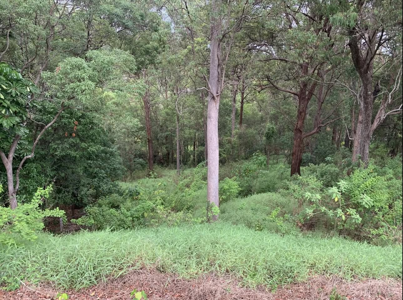Before — overgrown bushland with thick understory smothering the ground between mature eucalypts