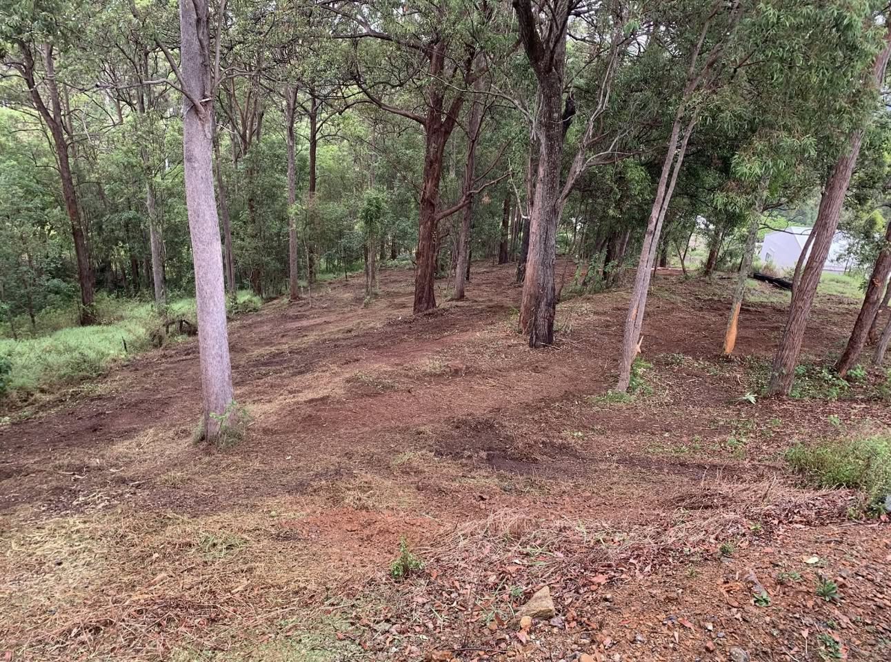 After — same bushland with the understory mulched, mature eucalypts retained and ground opened up